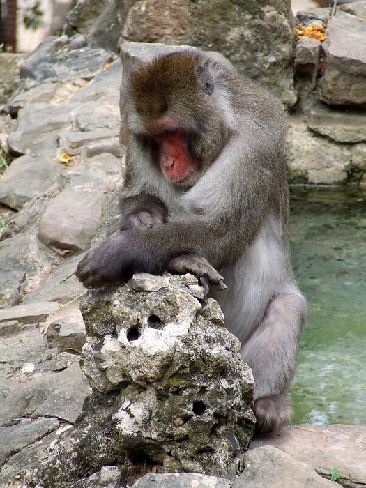 M''hanno fregato il Rolex